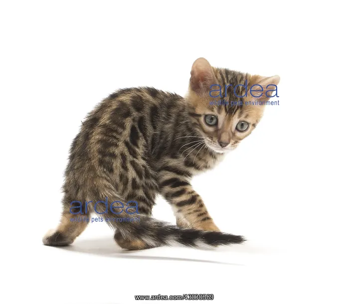  : Cat - Bengal kitten in the studio