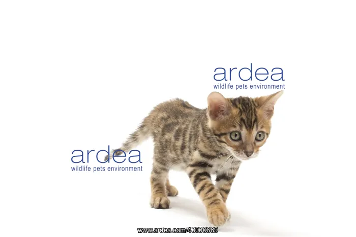  : Cat - Bengal kitten in the studio