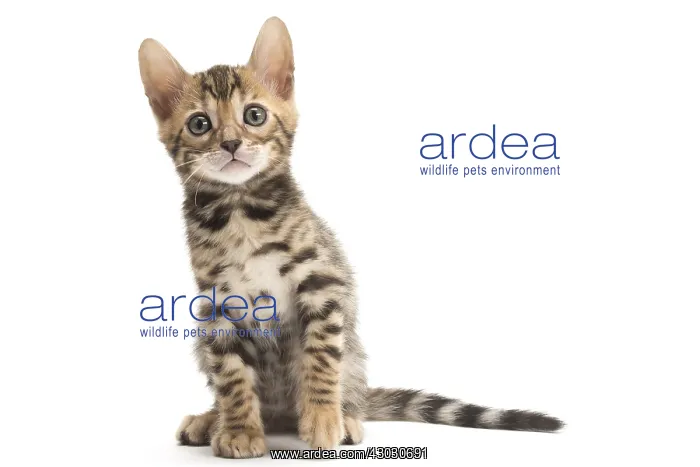  : Cat - Bengal kitten in the studio