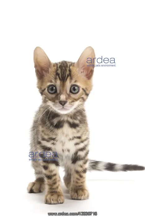  : Cat - Bengal kitten in the studio