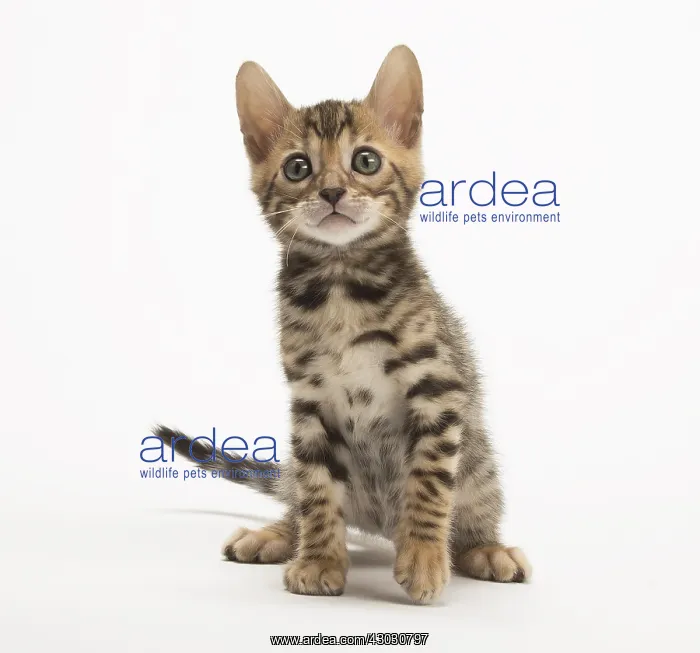  : Cat - Bengal kitten in the studio