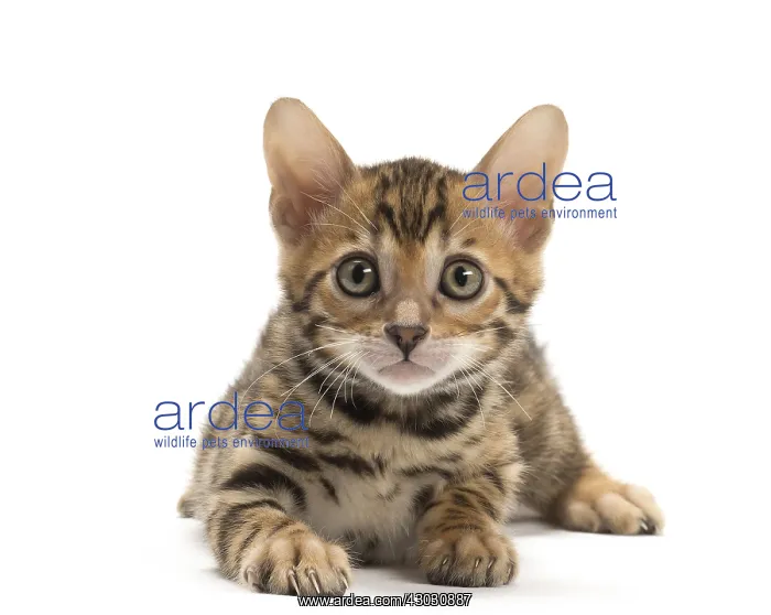  : Cat - Bengal kitten in the studio