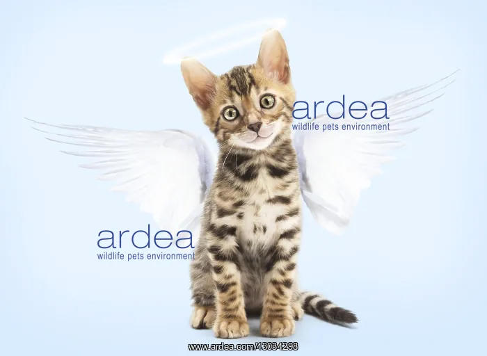  : Cat - Bengal kitten in the studio