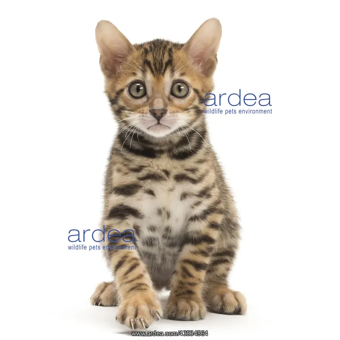  : Cat - Bengal kitten in the studio