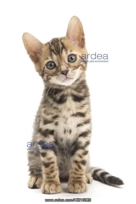  : Cat - Bengal kitten in the studio