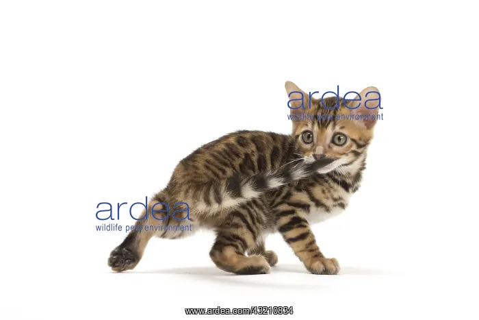  : Cat - Bengal kitten in the studio