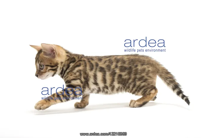  : Cat - Bengal kitten in the studio