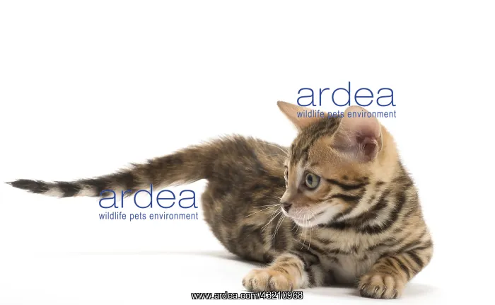  : Cat - Bengal kitten in the studio