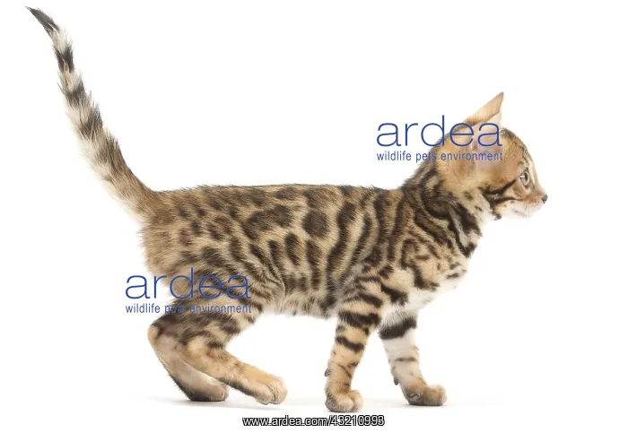  : Cat - Bengal kitten in the studio