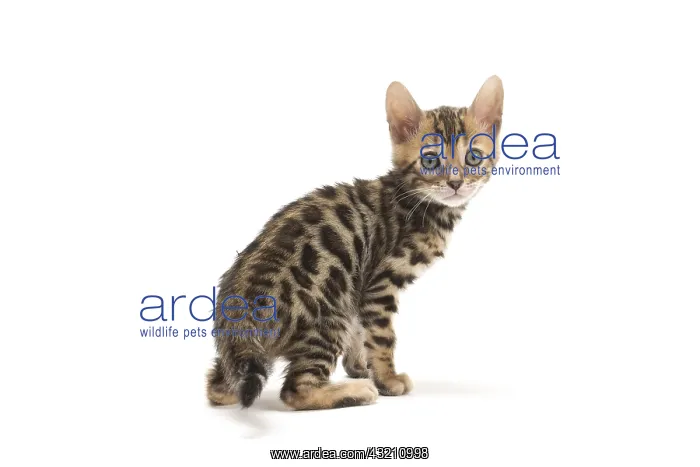  : Cat - Bengal kitten in the studio