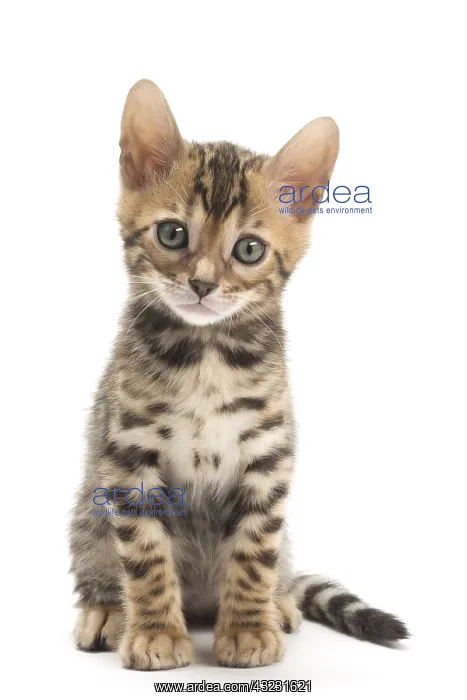  : Cat - Bengal kitten in the studio