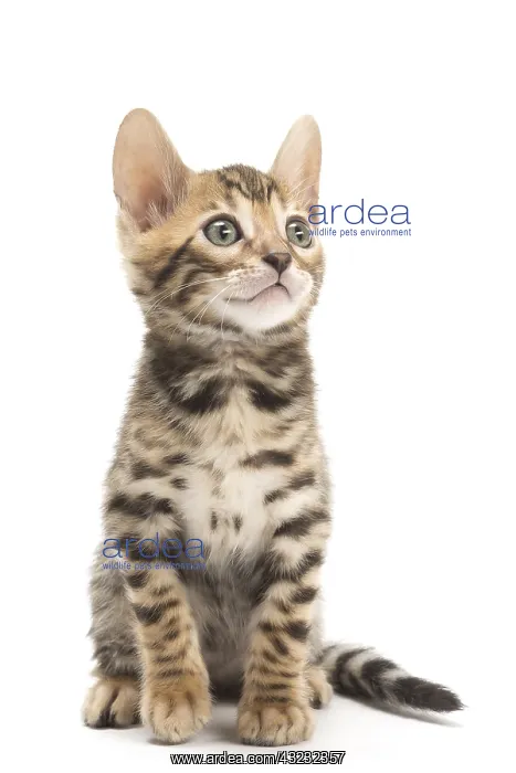  : Cat - Bengal kitten in the studio