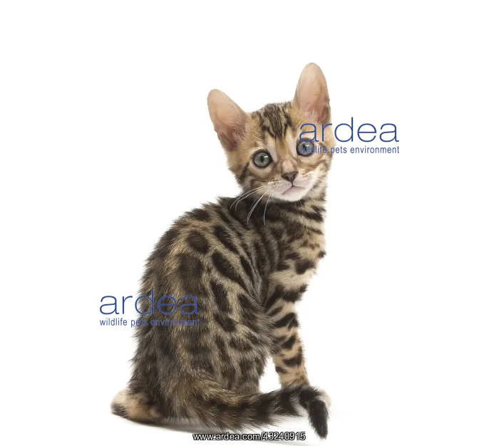  : Cat - Bengal kitten in the studio