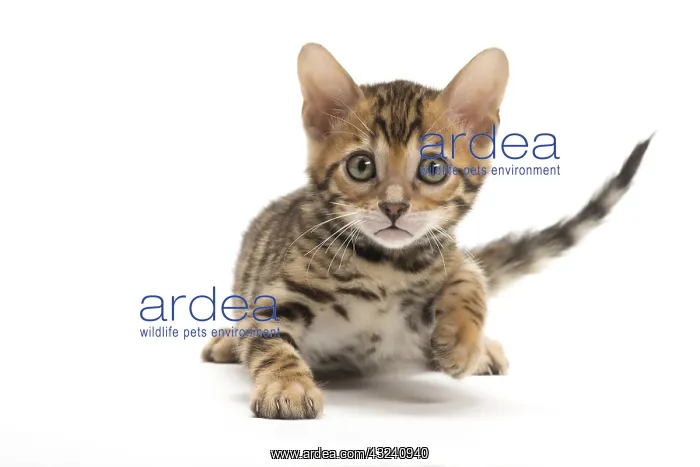  : Cat - Bengal kitten in the studio