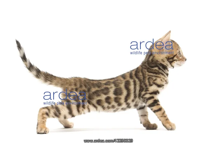  : Cat - Bengal kitten in the studio