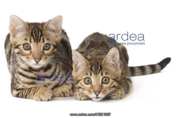  : Cat Bengal kittens