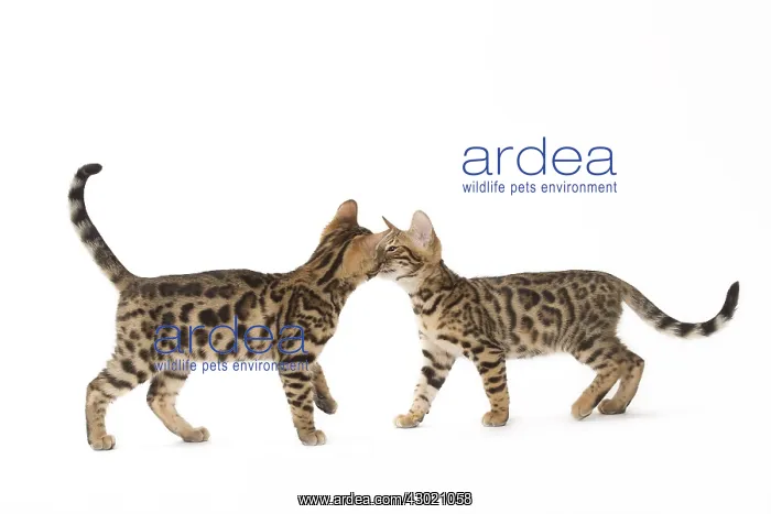 : Cat Bengal kittens : Cat Bengal kittens