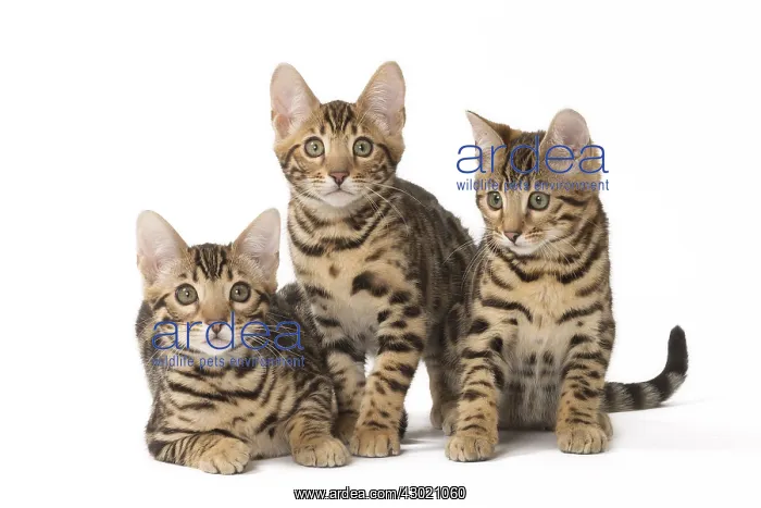  : Cat Bengal kittens