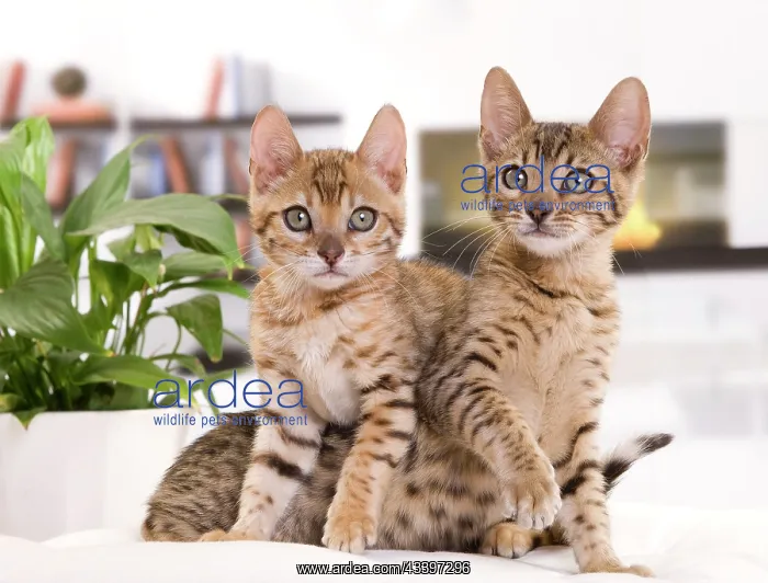  : Cat - Bengal kittens