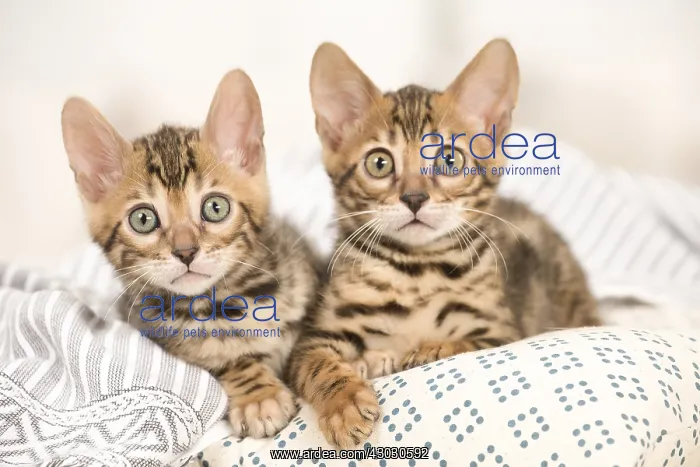  : Cat - Two Bengal kittens indoors