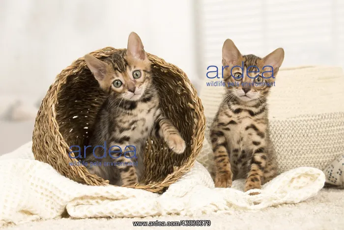  : Cat - Two Bengal kittens indoors
