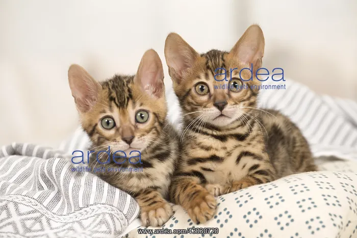  : Cat - Two Bengal kittens indoors