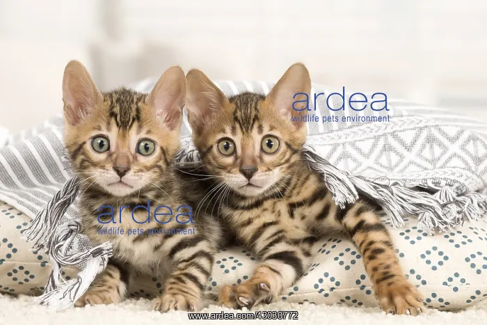  : Cat - Two Bengal kittens indoors