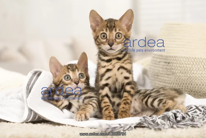  : Cat - Two Bengal kittens indoors