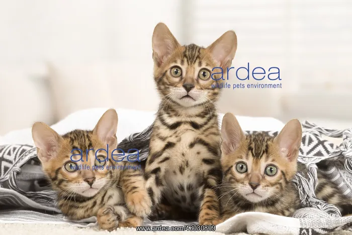  : Cat - Three Bengal kittens indoors