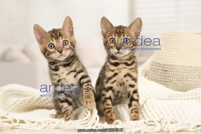  : Cat - Two Bengal kittens indoors
