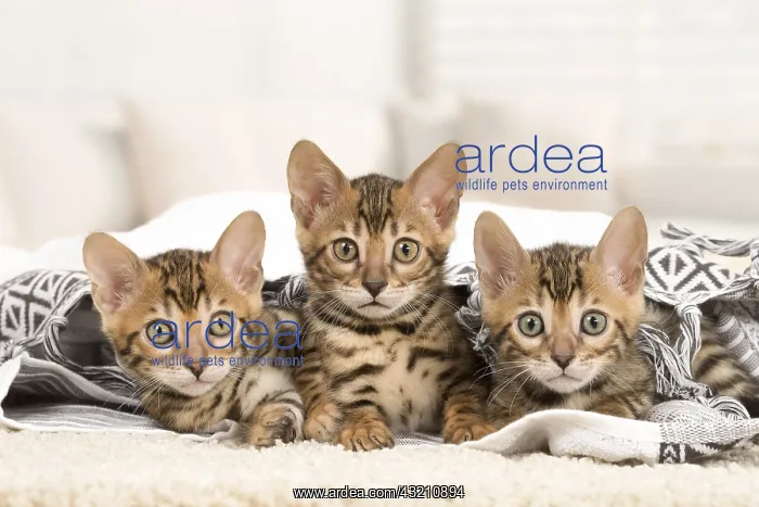  : Cat - Three Bengal kittens indoors