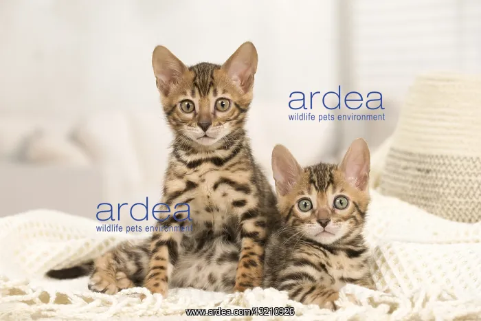  : Cat - Two Bengal kittens indoors