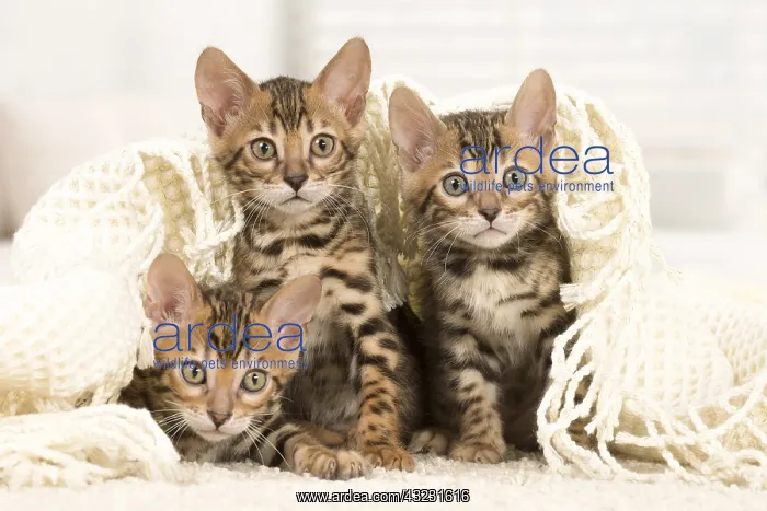  : Cat - Three Bengal kittens indoors