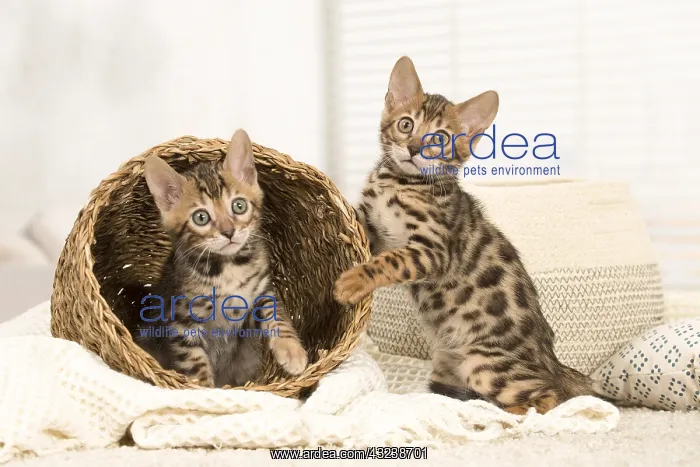  : Cat - Two Bengal kittens indoors