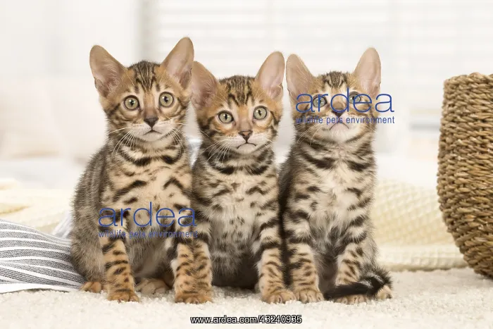  : Cat - Three Bengal kittens indoors