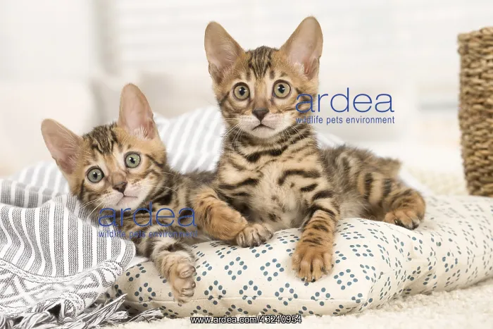  : Cat - Two Bengal kittens indoors