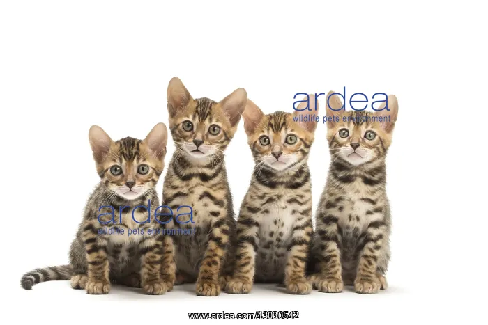  : Cat - Four Bengal kittens in the studio