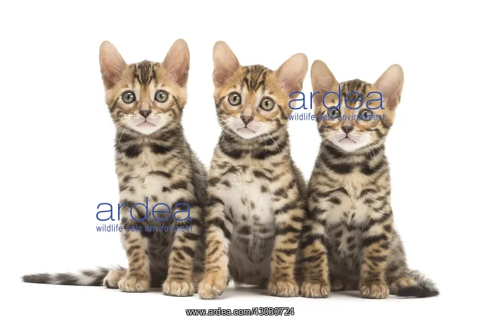  : Cat - Three Bengal kittens in the studio