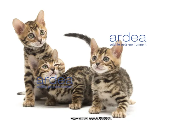  : Cat - Three Bengal kittens in the studio