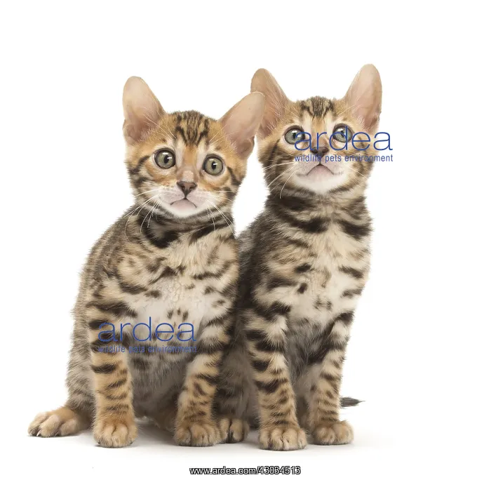  : Cat - Two Bengal kittens in the studio