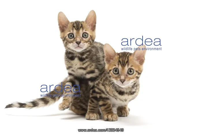  : Cat - Two Bengal kittens in the studio