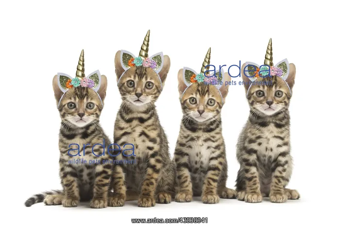 : Cat - Four Bengal kittens in the studio with : Cat - Four Bengal kittens in the studio with