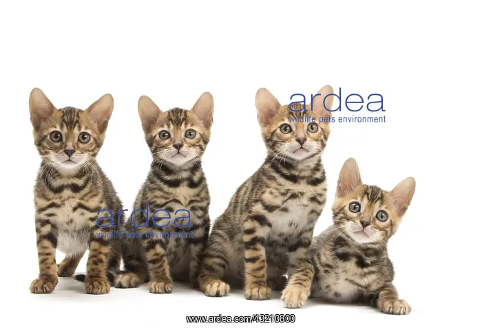  : Cat - Four Bengal kittens in the studio