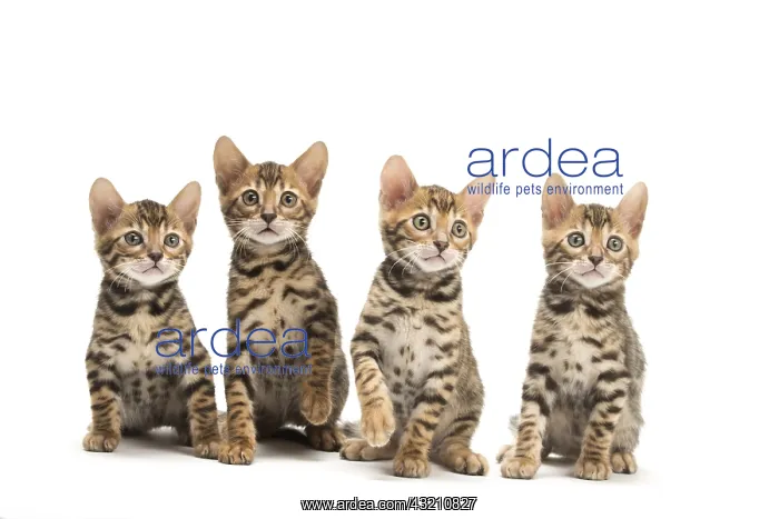 : Cat - Four Bengal kittens in the studio