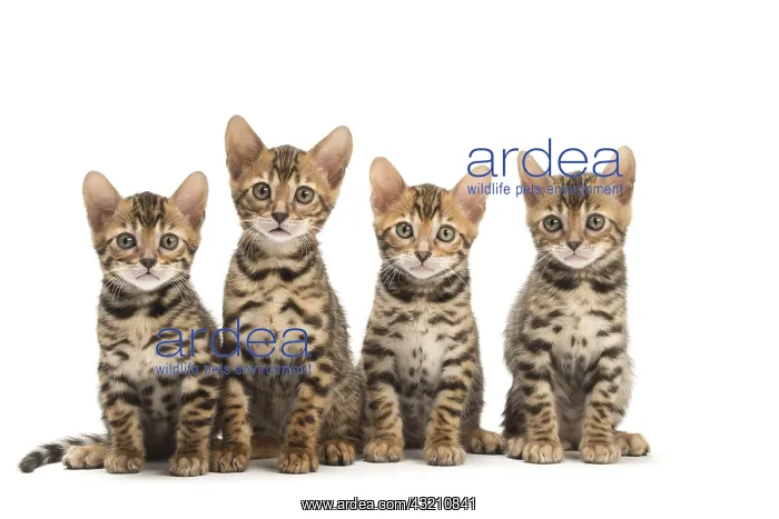  : Cat - Four Bengal kittens in the studio