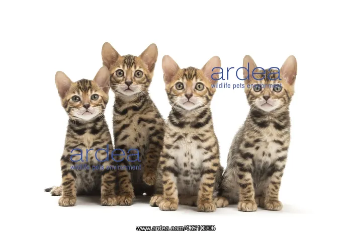  : Cat - Four Bengal kittens in the studio