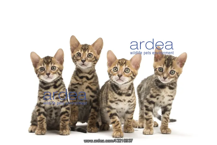  : Cat - Four Bengal kittens in the studio