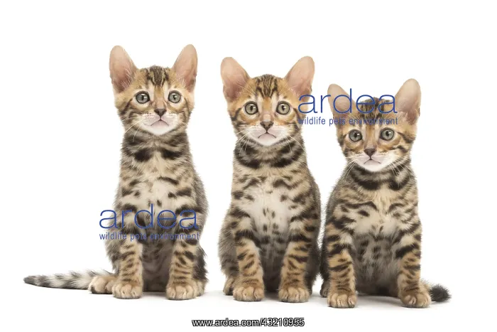  : Cat - Three Bengal kittens in the studio