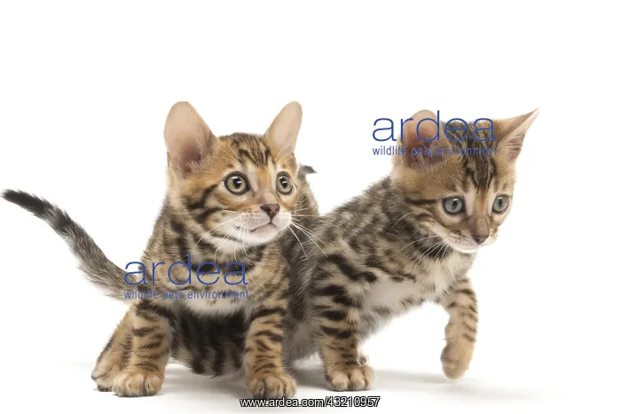  : Cat - Two Bengal kittens in the studio