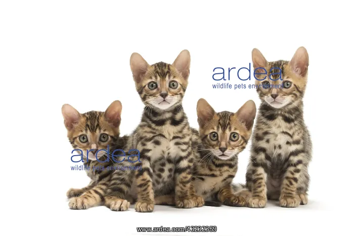 : Cat - Four Bengal kittens in the studio